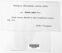 Image of Ovularia duplex